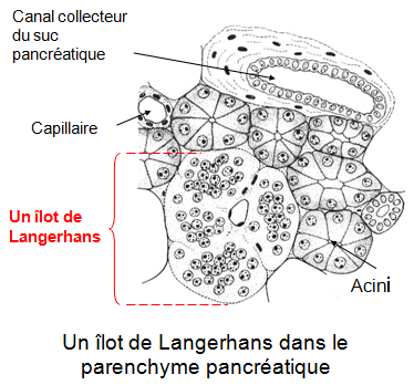 Le diabète de type 2 : Une guérison possible  dans l’avenir !